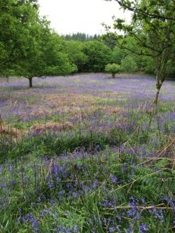 Carpets of bluebells