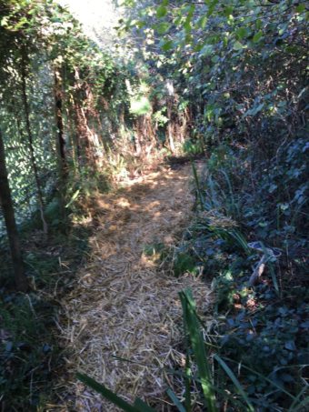 barefoot trail straw